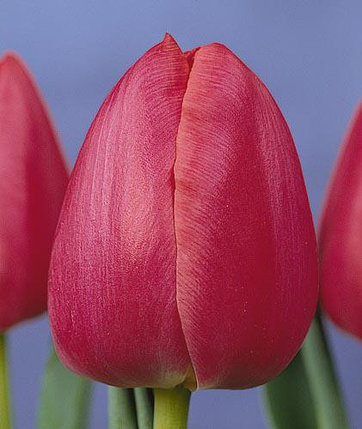 Тюльпаны оптом сорт Primavera, фото 2