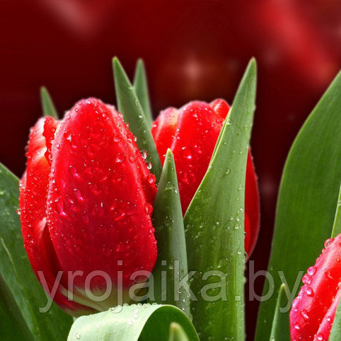Тюльпаны оптом сорт Red Power - фото 1 - id-p55541371