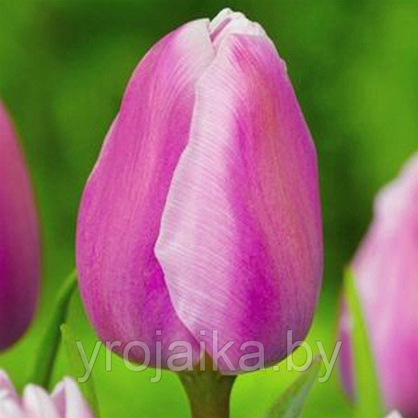 Тюльпаны оптом сорт Аафке - фото 1 - id-p55541463