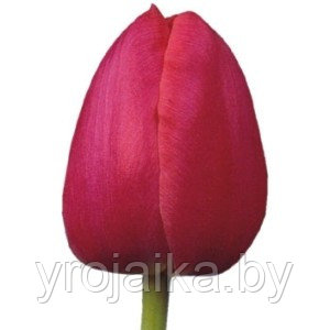 Тюльпаны оптом сорт Primavera - фото 1 - id-p55546329