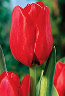 Тюльпаны оптом сорт Ред Пауэр