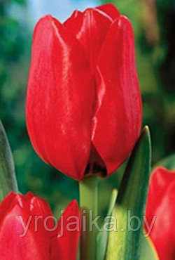 Тюльпаны оптом сорт Ред Пауэр - фото 1 - id-p55546359