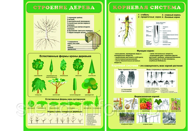 Стенд по биологии р-р 100*60 см, стоимотсь за 1 шт без борта - фото 1 - id-p2141339