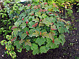 Калина обыкновенная Компактум (Compactum), фото 2