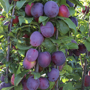 Слива колоновидная (узкопирамидальная) Империал