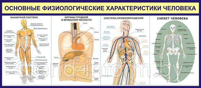 Стенд "Основные физиологические  характеристики  человека " (р-р 80*120 см ) стенд без борта