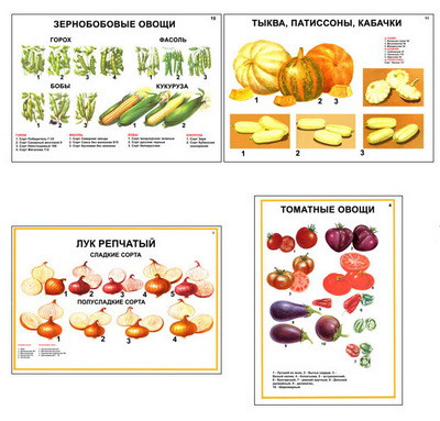 Плакаты ПРОФТЕХ "Ассортимент овощных культур" (12 пл, винил, 70х100) - фото 1 - id-p58233386