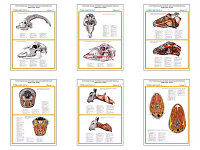 Плакаты ПРОФТЕХ "Топограф. анатомия. Коза. Голова и шея" (6 пл, винил, 70х100)