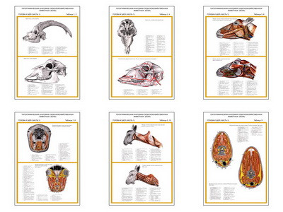 Плакаты ПРОФТЕХ "Топограф. анатомия. Коза. Голова и шея" (6 пл, винил, 70х100) - фото 1 - id-p58362997