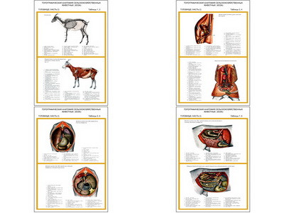 Плакаты ПРОФТЕХ "Топограф. анатомия. Коза. Туловище" (4 пл, винил, 70х100)