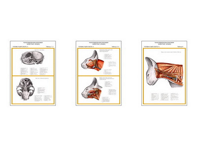 Плакаты ПРОФТЕХ "Топограф. анатомия. Кошка. Голова и шея" (3 пл, винил, 70х100)