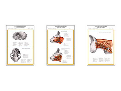 Плакаты ПРОФТЕХ "Топограф. анатомия. Кошка. Голова и шея" (3 пл, винил, 70х100) - фото 1 - id-p58366934