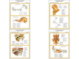 Плакаты ПРОФТЕХ "Топограф. анатомия. Кошка. Таз и конеч." (4 пл, винил, 70х100)