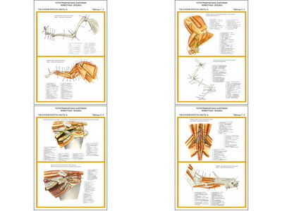 Плакаты ПРОФТЕХ "Топограф. анатомия. Кошка. Таз и конеч." (4 пл, винил, 70х100) - фото 1 - id-p58366952