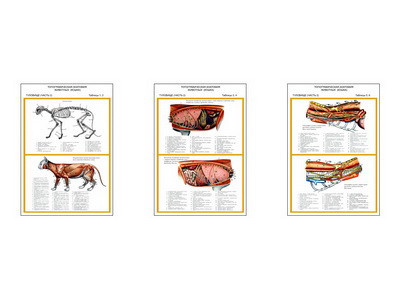 Плакаты ПРОФТЕХ "Топограф. анатомия. Кошка. Туловище " (3 пл, винил, 70х100) - фото 1 - id-p58366959