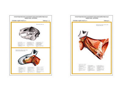 Плакаты ПРОФТЕХ "Топограф. анатомия. Кролик. Голова и шея" (2 пл, винил, 70х100) - фото 1 - id-p58366980