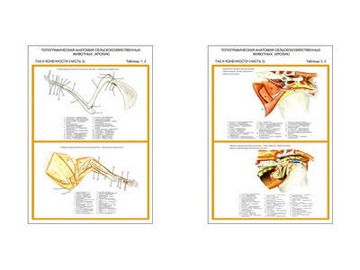 Плакаты ПРОФТЕХ "Топограф. анатомия. Кролик. Таз и конеч."