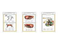 Плакаты ПРОФТЕХ "Топограф. анатомия. Кролик. Туловище" (3 пл, винил, 70х100)