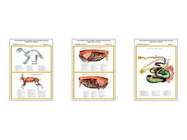 Плакаты ПРОФТЕХ "Топограф. анатомия. Кролик. Туловище" (3 пл, винил, 70х100)
