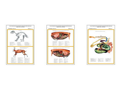 Плакаты ПРОФТЕХ "Топограф. анатомия. Кролик. Туловище" (3 пл, винил, 70х100) - фото 1 - id-p58367001