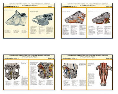 Плакаты ПРОФТЕХ "Топограф. анатомия. Круп. рог. скот. Голова и шея" (26 пл, винил, 70х100)