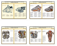 Плакаты ПРОФТЕХ "Топограф. анатомия. Круп. рог. скот. Голова и шея" (26 пл, винил, 70х100)