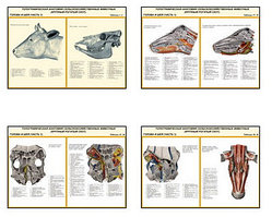 Плакаты ПРОФТЕХ "Топограф. анатомия. Круп. рог. скот. Голова и шея" (26 пл, винил, 70х100)
