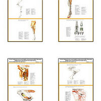 Плакаты ПРОФТЕХ "Топограф. анатомия. Круп. рог. скот. Таз и конеч." (28 пл, винил, 70х100)
