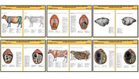 Плакаты ПРОФТЕХ "Топограф. анатомия. Круп. рог. скот. Туловище" (29 пл, винил, 70х100)