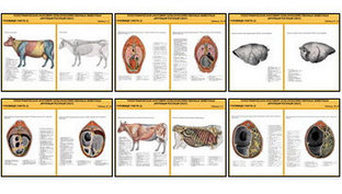 Плакаты ПРОФТЕХ "Топограф. анатомия. Круп. рог. скот. Туловище" (29 пл, винил, 70х100)