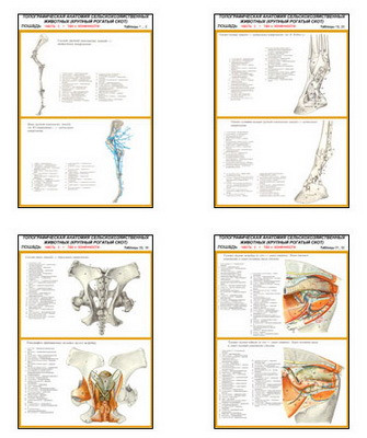 Плакаты ПРОФТЕХ "Топограф. анатомия. Лошадь. Таз и конеч." (22 пл, винил, 70х100)