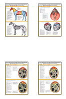 Плакаты ПРОФТЕХ "Топограф. анатомия. Лошадь. Туловище" (21 пл, винил, 70х100)