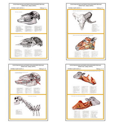 Плакаты ПРОФТЕХ "Топограф. анатомия. Овца, баран. Голова и шея" (7 пл, винил, 70х100) - фото 1 - id-p58367806