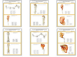 Плакаты ПРОФТЕХ "Топограф. анатомия. Овца, баран. Таз и конеч." (10 пл, винил, 70х100)