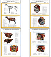 Плакаты ПРОФТЕХ "Топограф. анатомия. Овца, баран. Туловище" (11 пл, винил, 70х100)