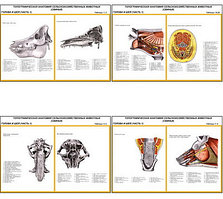 Плакаты ПРОФТЕХ "Топограф. анатомия. Свинья. Голова и шея" (11 пл, винил, 70х100)
