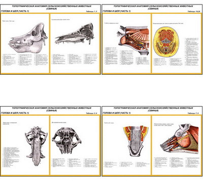 Плакаты ПРОФТЕХ "Топограф. анатомия. Свинья. Голова и шея" (11 пл, винил, 70х100) - фото 1 - id-p58406684