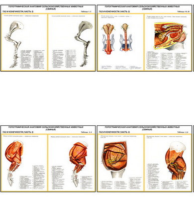 Плакаты ПРОФТЕХ "Топограф. анатомия. Свинья. Таз и конеч." (13 пл, винил, 70х100) - фото 1 - id-p58406694