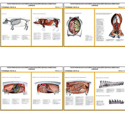 Плакаты ПРОФТЕХ "Топограф. анатомия. Свинья. Туловище" (12 пл, винил, 70х100)