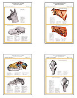 Плакаты ПРОФТЕХ "Топограф. анатомия. Собака. Голова и шея" (13 пл, винил, 70х100)