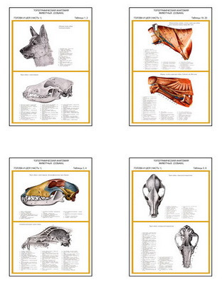 Плакаты ПРОФТЕХ "Топограф. анатомия. Собака. Голова и шея" (13 пл, винил, 70х100) - фото 1 - id-p58406829