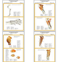 Плакаты ПРОФТЕХ "Топограф. анатомия. Собака. Таз и конеч." (11 пл, винил, 70х100)