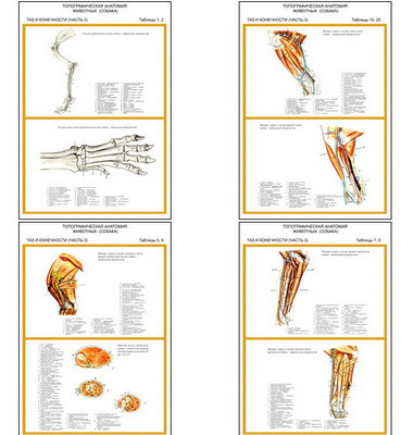 Плакаты ПРОФТЕХ "Топограф. анатомия. Собака. Таз и конеч." (11 пл, винил, 70х100) - фото 1 - id-p58406847