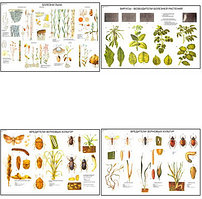 Плакаты ПРОФТЕХ "Вредители и болезни сельскохозяйственных культур" (15 пл, винил, 70х100)