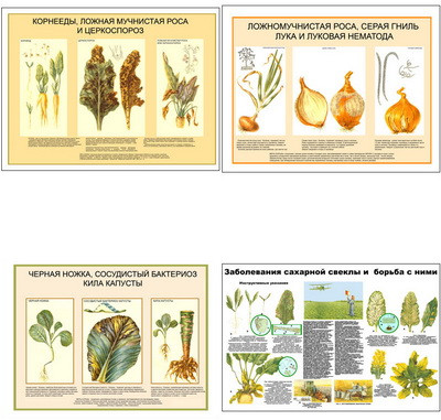 Плакаты ПРОФТЕХ "Вредит., болезни овощ. и бахчевых культ., меры борьбы с ними" (6 пл, винил, 70х100) - фото 1 - id-p58432260