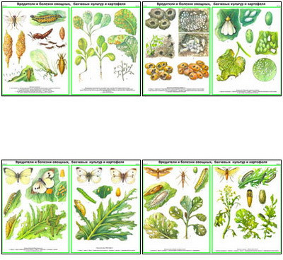 Плакаты ПРОФТЕХ "Вредит., болезни овощн., бахчев., картоф. культ." Часть 1 (22 пл, винил, 70х100)