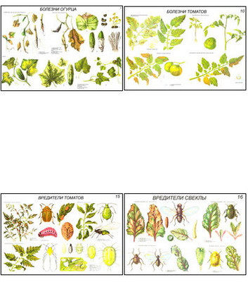 Плакаты ПРОФТЕХ "Вредители и болезни овощных культур" (17 пл, винил, 70х100) - фото 1 - id-p58432283