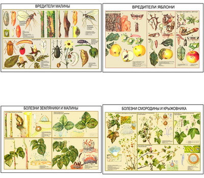 Плакаты ПРОФТЕХ "Вредители и болезни плодово-ягодных культур" (11 пл, винил, 70х100)