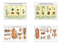 Плакаты ПРОФТЕХ "Вредители и болезни ягодных культур и меры борьбы с ними" (4 пл, винил, 70х100)