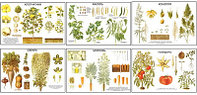 Плакаты ПРОФТЕХ "Классификация растений" (10 пл, винил, 70х100)